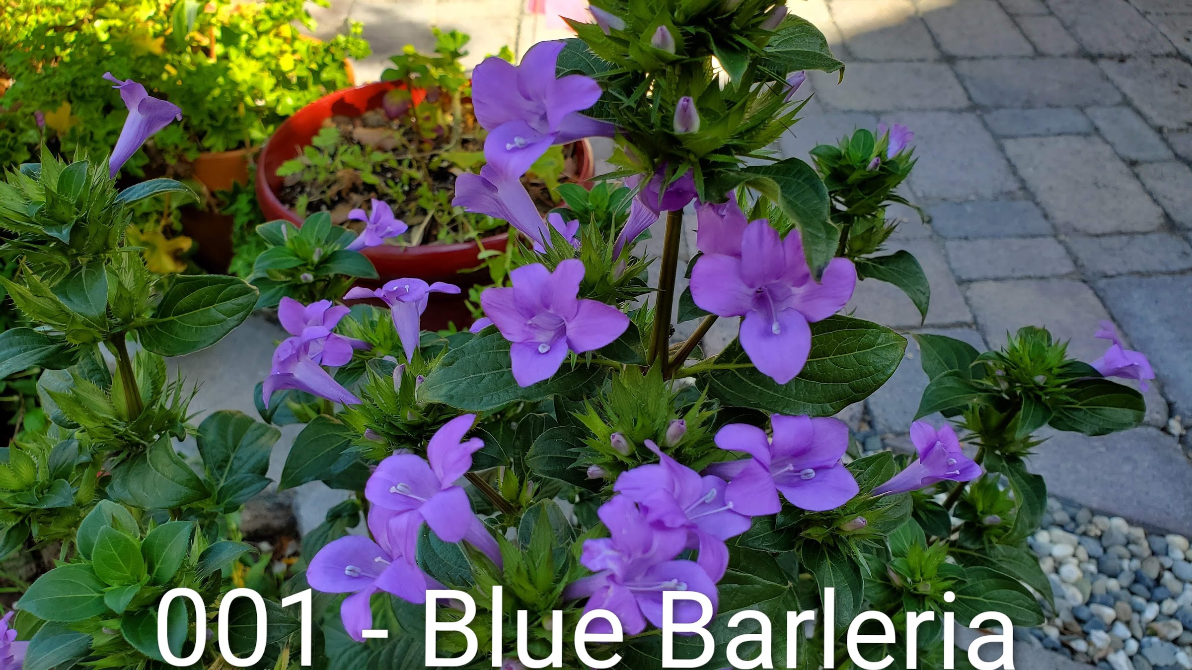 Philippine Violets