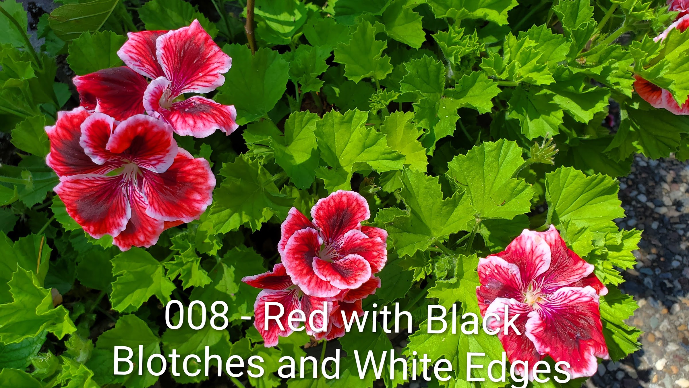 Red with Black Blotches and White Edges