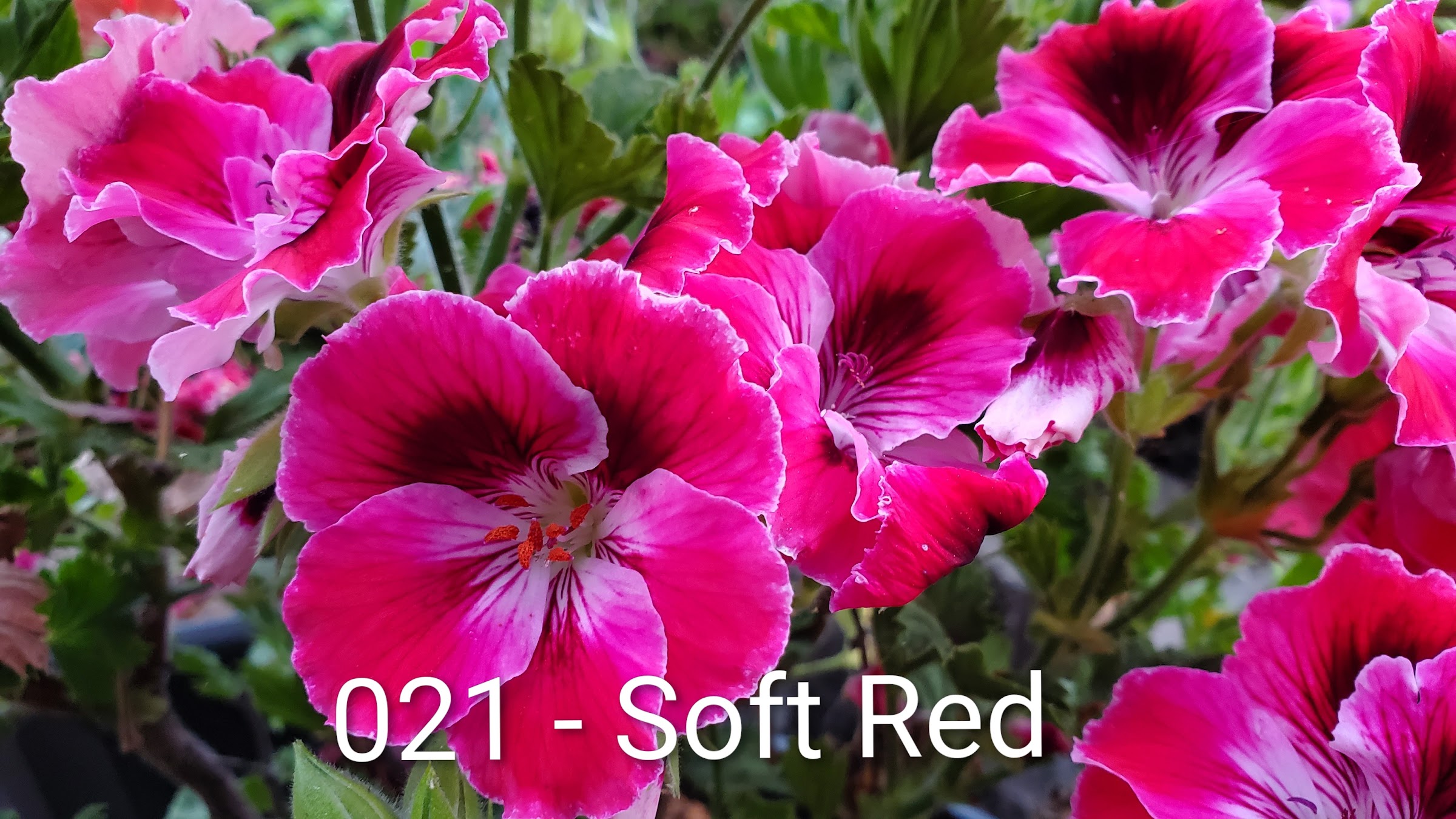 Soft Red regal pelargonium