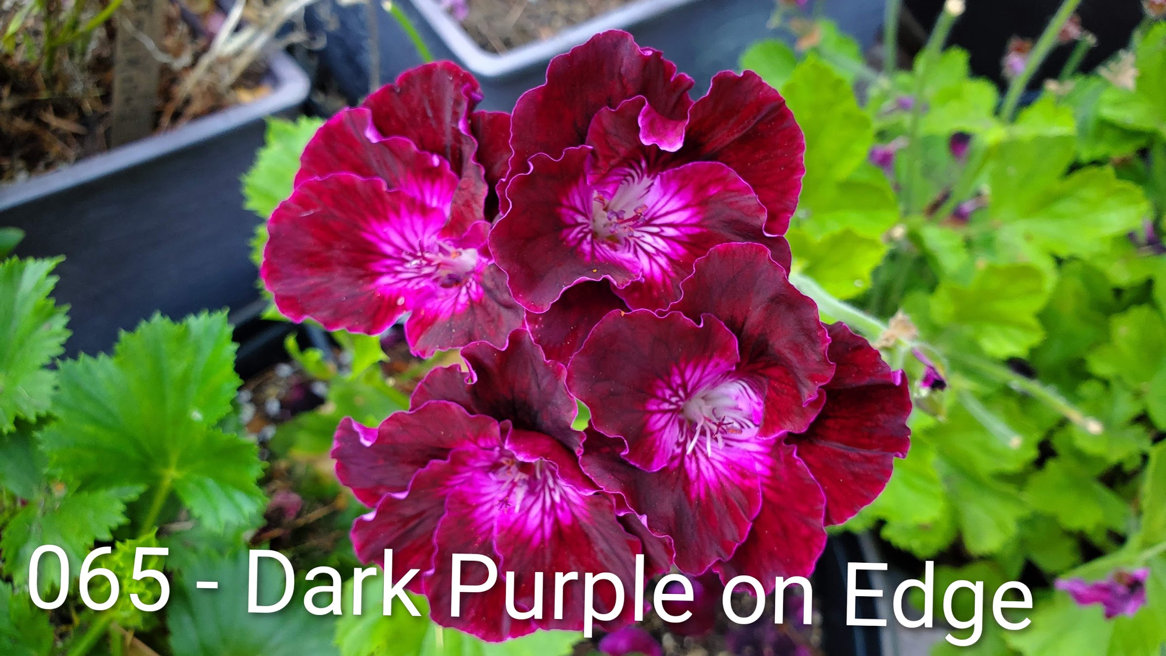 Dark Purple on Edge