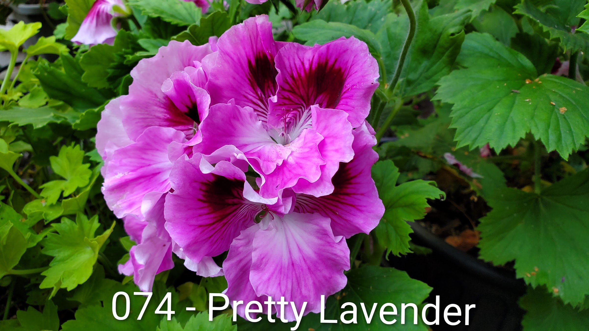 Pretty Lavender flowering plant