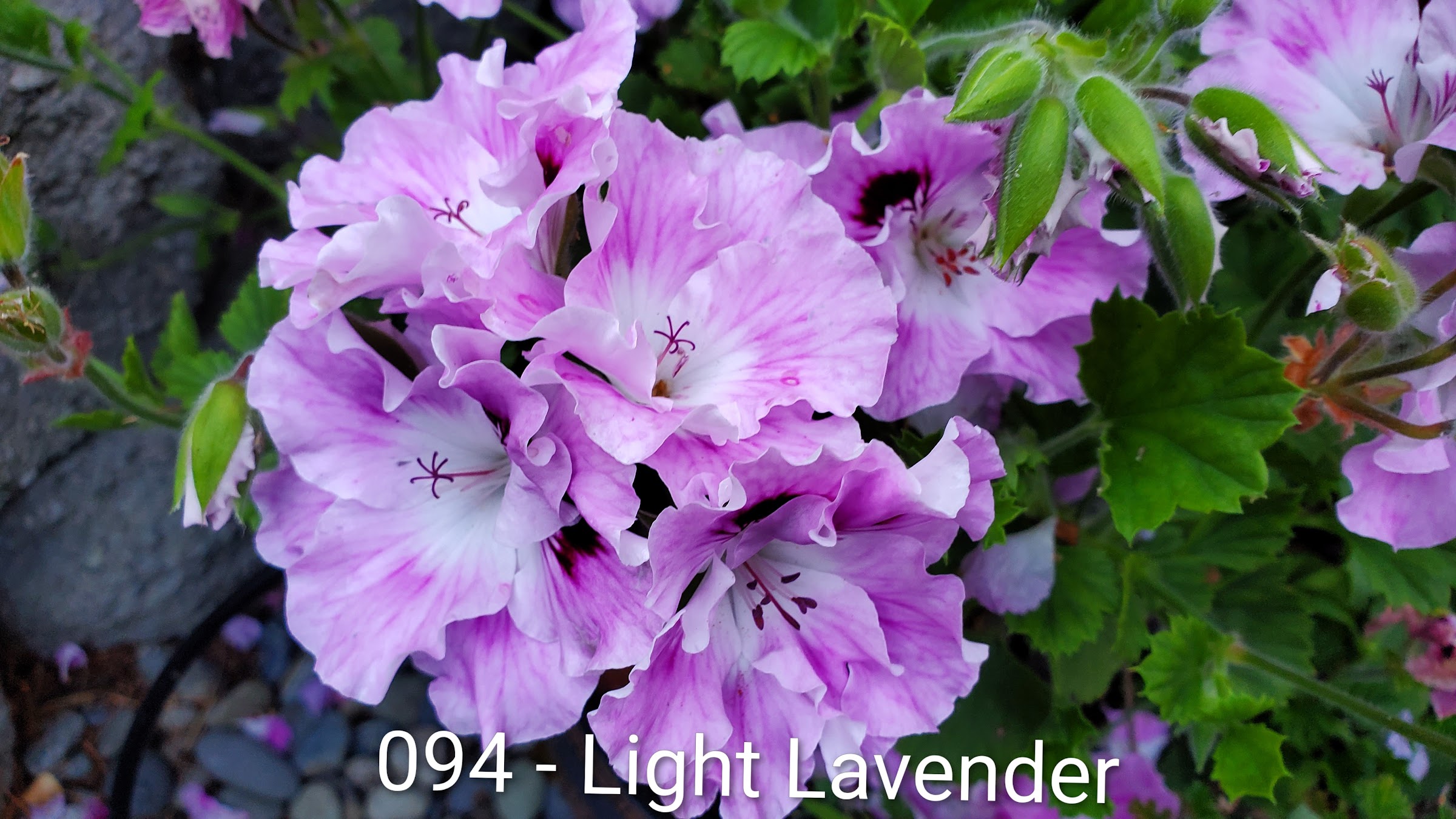Light Lavender