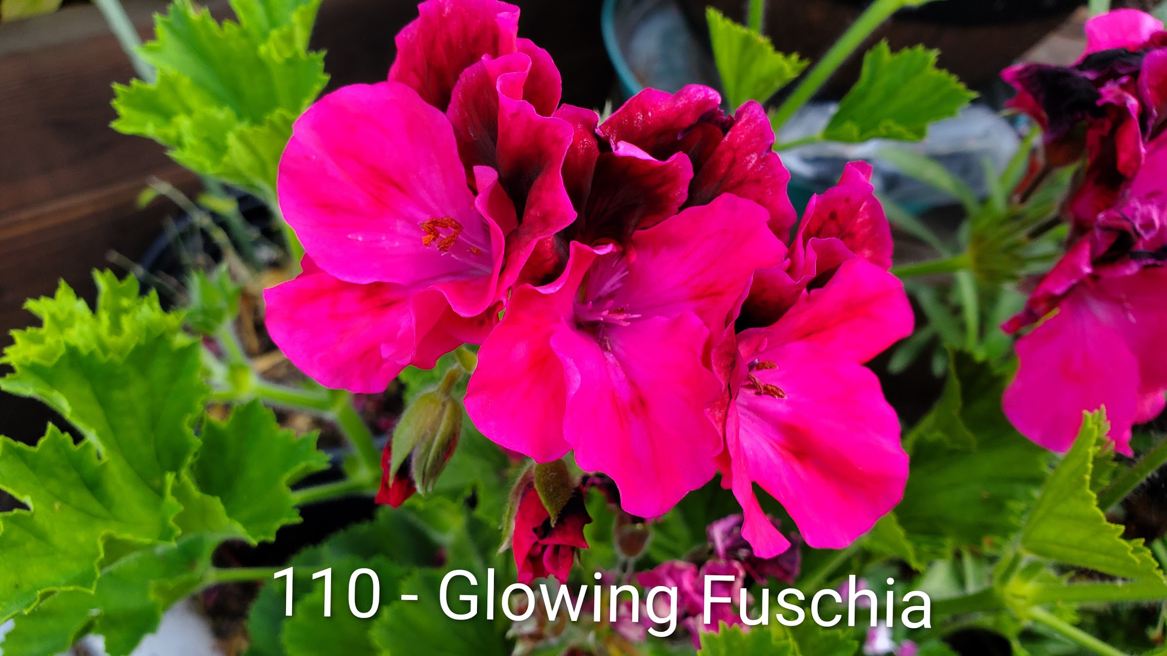Glowing Fuchsia