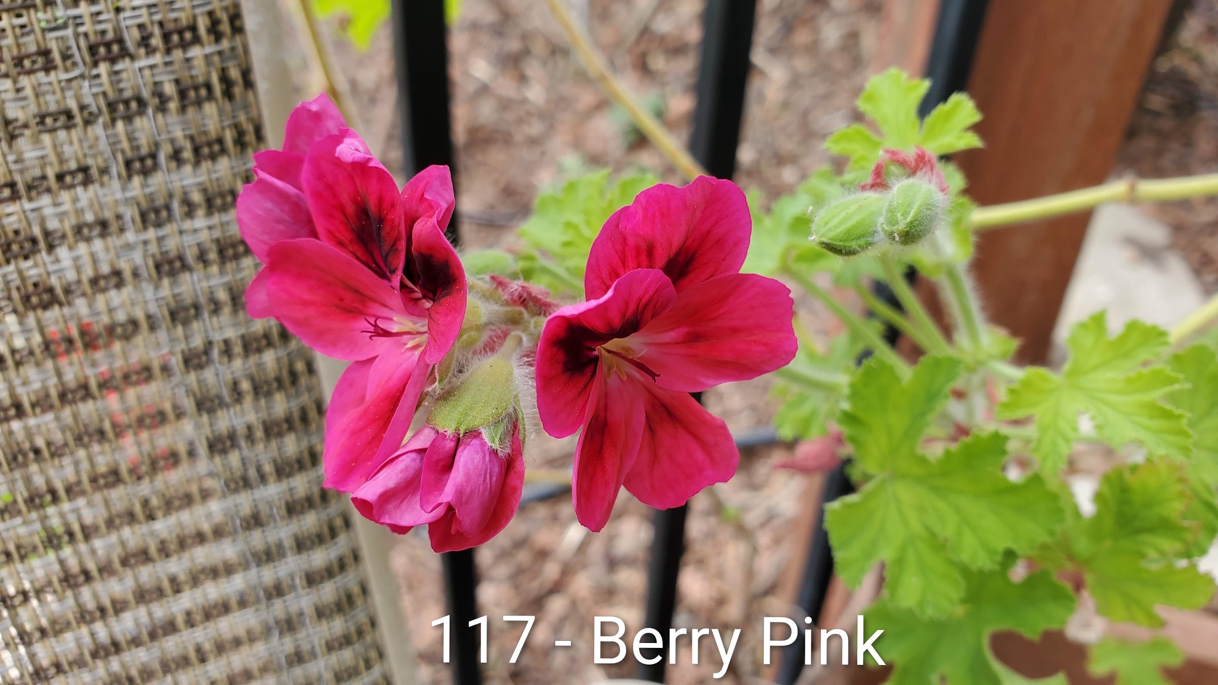 Berry Pink